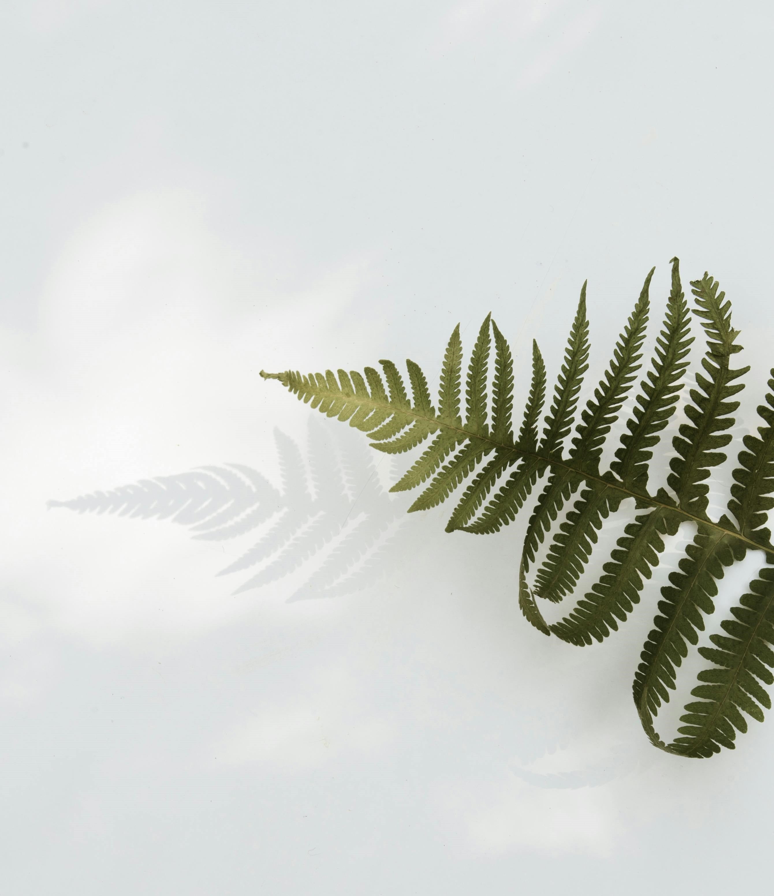 A close-up of a delicate fern leaf symbolizes gentleness and the soothing qualities of nature, reflecting the nurturing properties of our natural skincare approach. 