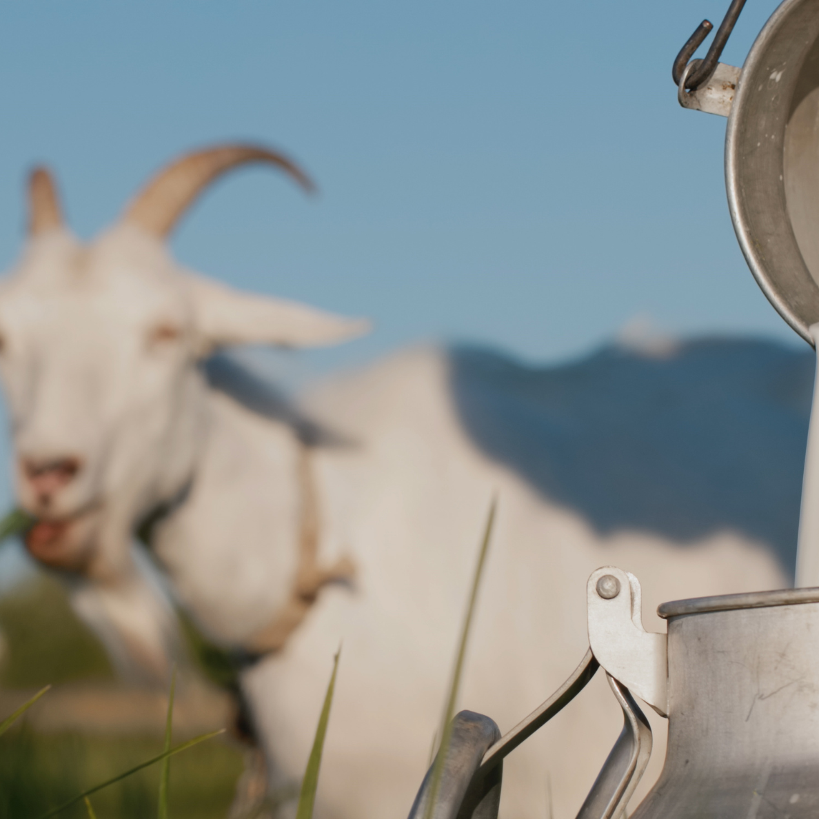 Organic Goats Milk