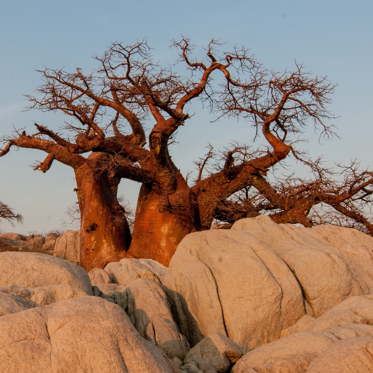 Organic Baobab Oil