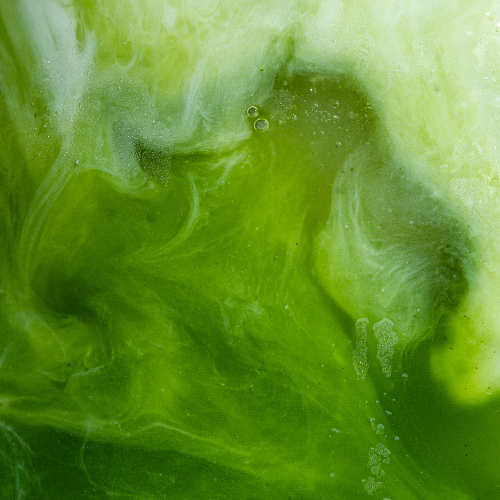 Organic Green Tea